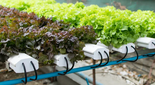 농장에서 수경 농법으로 재배하는 푸른 채소 — 스톡 사진
