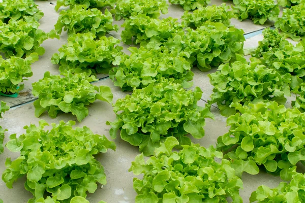 Legumes hidropônicos crescendo em estufa — Fotografia de Stock