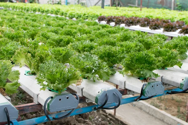 Coltivazione idroponica verdura verde in azienda agricola — Foto Stock