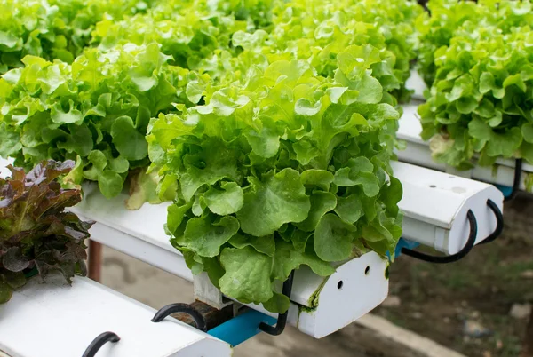 Cultivo hidropónico verdura verde en granja — Foto de Stock