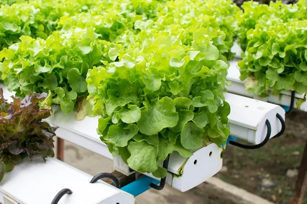 Anbau Hydroponik grünes Gemüse auf dem Bauernhof — Stockfoto