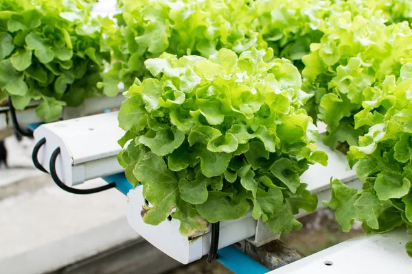 Cultivo hidropónico verdura verde en granja — Foto de Stock