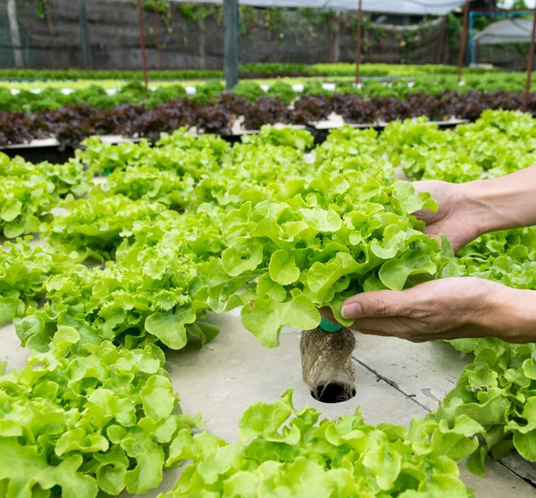 Organic hydroponic vegetable on hand in garden. — Stock Photo, Image