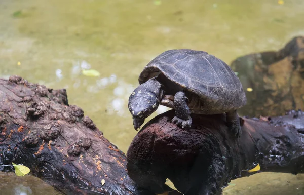 Schildpad lopen op het hout — Stockfoto