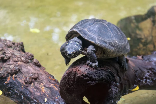 Schildpad lopen op het hout — Stockfoto