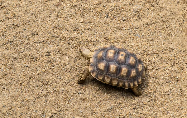 모래에 걷는 거북이 — 스톡 사진