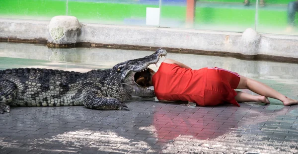 Крокодиловое шоу — стоковое фото