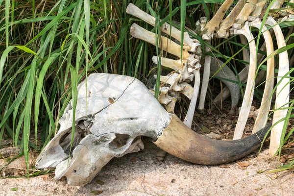 草でバッファローの頭蓋骨 — ストック写真
