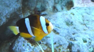 Mercan resif üzerinde içinde Clownfish