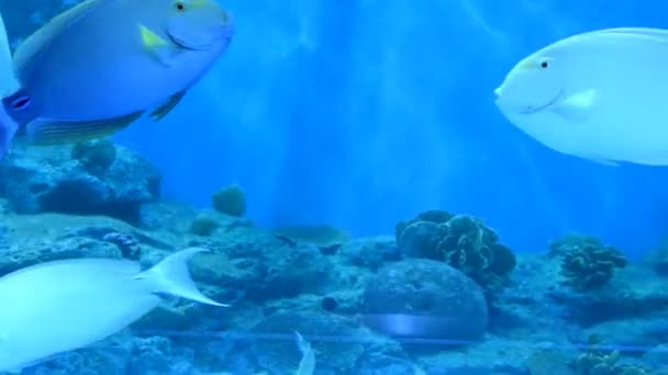 Fishes in the aquarium — Stock Video