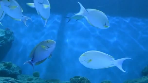 Fishes in the aquarium — Stock Video