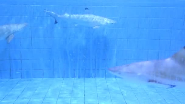 Aquarium avec requins — Video