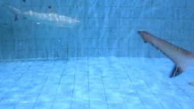 köpek balıkları akvaryum