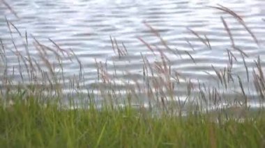 Waterfront ve su yüzeyinde manzara.