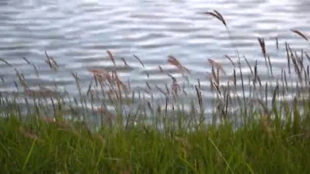 Paesaggio sul lungomare e sulla superficie dell'acqua . — Video Stock