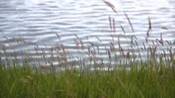 Landschap op waterkant en water ondergrond.. — Stockvideo