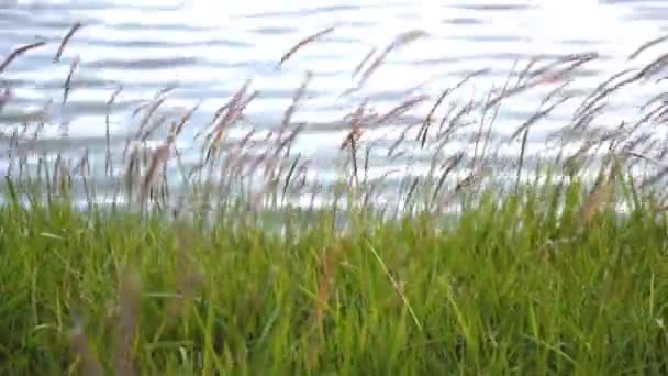 Paesaggio sul lungomare e sulla superficie dell'acqua . — Video Stock