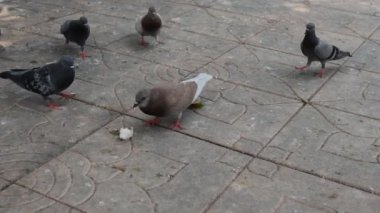 Yemek yiyen bir güvercin sürüsü.