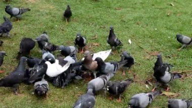 Yemek yiyen bir güvercin sürüsü.