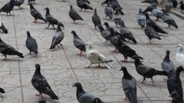 Um bando de pombos comendo . — Vídeo de Stock
