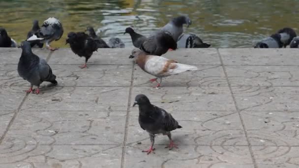 Een kudde duiven die eten. — Stockvideo