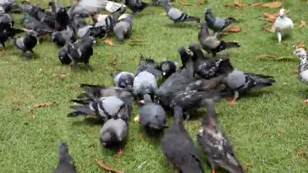 Een kudde duiven die eten. — Stockvideo