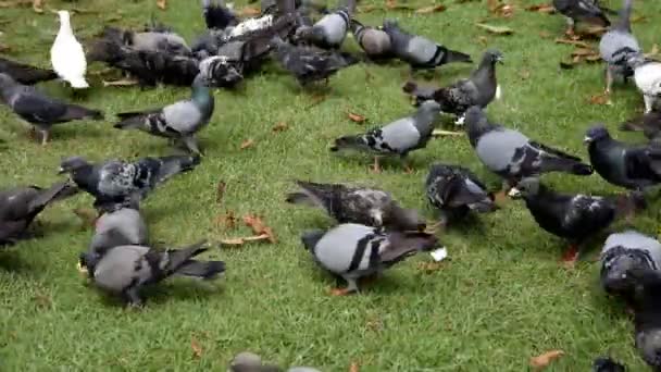 Uno stormo di piccioni che mangia . — Video Stock