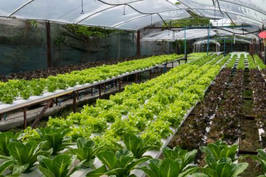 sera içinde büyüyen hydroponic sebzeler 