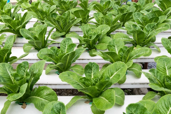 Legumes hidropônicos crescendo em estufa — Fotografia de Stock