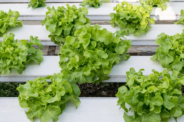 Hortalizas hidropónicas que crecen en invernadero —  Fotos de Stock