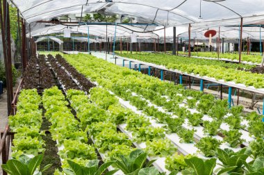 sera içinde büyüyen hydroponic sebzeler 
