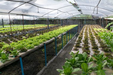 sera içinde büyüyen hydroponic sebzeler 