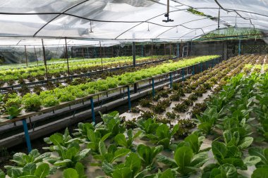 sera içinde büyüyen hydroponic sebzeler 