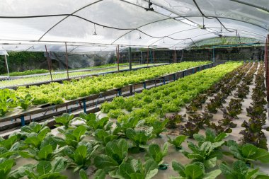 sera içinde büyüyen hydroponic sebzeler 