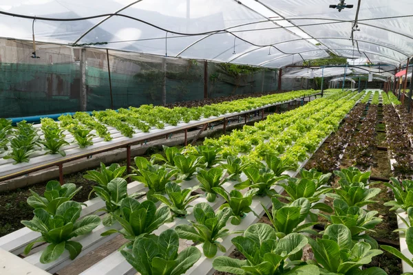 Sera içinde büyüyen hydroponic sebzeler — Stok fotoğraf