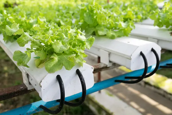 Hortalizas hidropónicas que crecen en invernadero — Foto de Stock