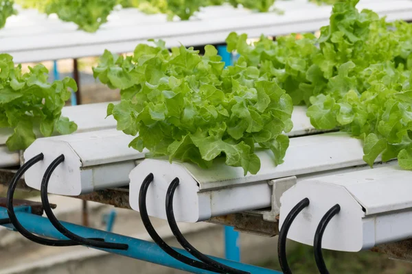 Hortalizas hidropónicas que crecen en invernadero — Foto de Stock