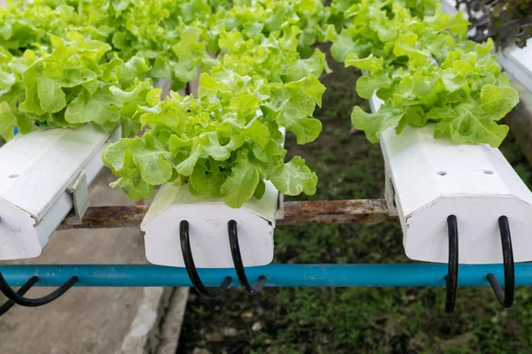 Hortalizas hidropónicas que crecen en invernadero — Foto de Stock