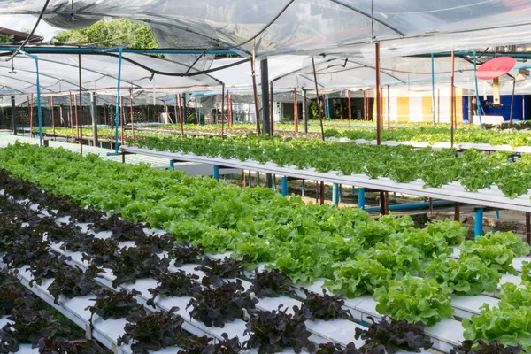 Sera içinde büyüyen hydroponic sebzeler — Stok fotoğraf