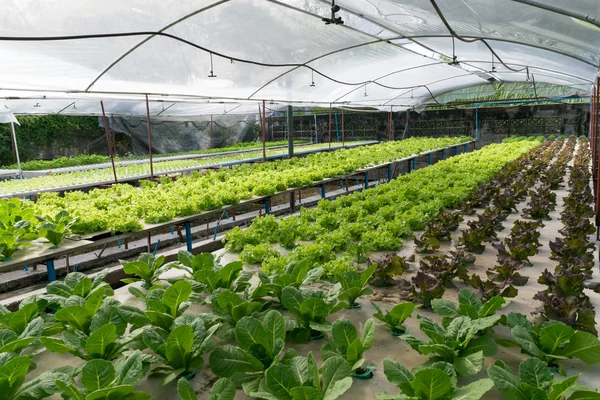 Hortalizas hidropónicas que crecen en invernadero —  Fotos de Stock
