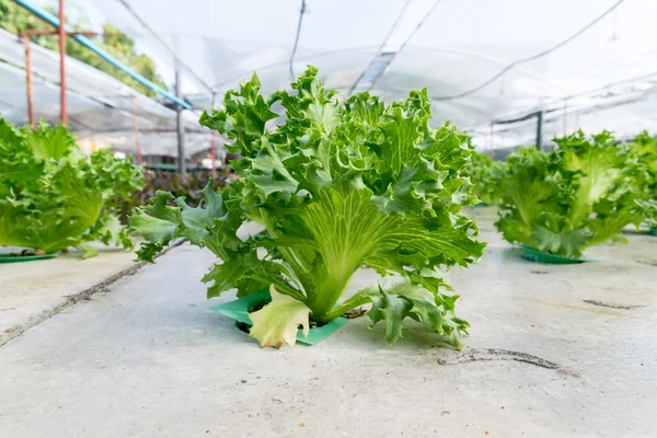 Anbau Hydroponik grünes Gemüse auf dem Bauernhof — Stockfoto