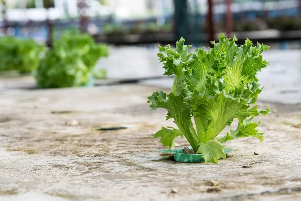 Cultivation hydroponics green vegetable in farm — Stock Photo, Image