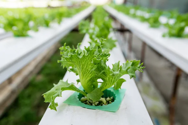 Anbau Hydroponik grünes Gemüse auf dem Bauernhof — Stockfoto