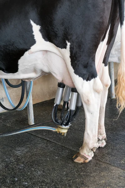 Vacca da latte. mucca in una fattoria — Foto Stock