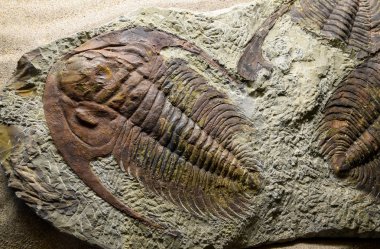 Jurassic fosilleşmiş, portre