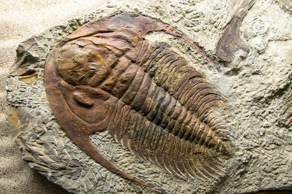Jurassique Fossilisé, gros plan — Photo