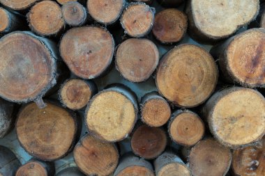 Ahşap arka plan, portre