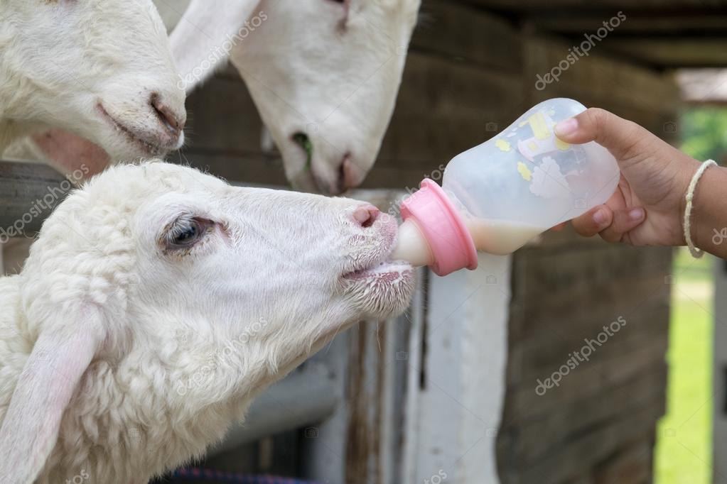 Кормление молодняка овец. Овца фото. Откорм овец. Откорм баранов. Корм для баранов.