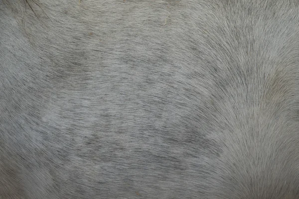 Egy ló szőr közelről — Stock Fotó