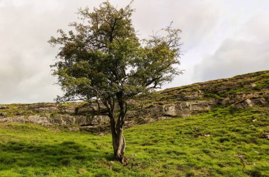 Yorkshire, Malham Koyu. Ağaç, kayalar ve tepe. Dramatik manzara.